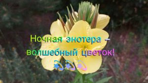 Вы только посмотрите - какая красота! 🤩 Ночная энотера - волшебный цветок! 🌸🌸🌸