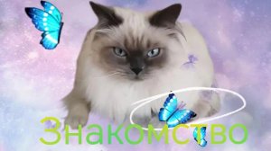 Знакомство со мной (котом Семеном)