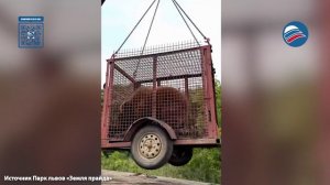 Медведицу Майю спасли после 20 лет заточения в Приморье