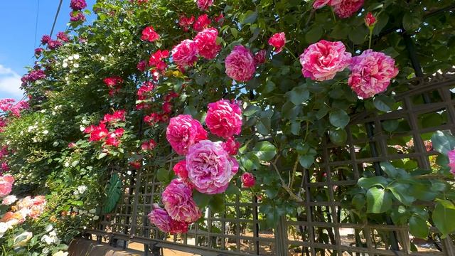 УДИВИТЕЛЬНЫЙ ЧАСТНЫЙ РОЗОВЫЙ САД  Kasukabe Rose Garden Ms. Endo ЯПОНСКОГО САДОВНИКА МИКИ ЭНДО