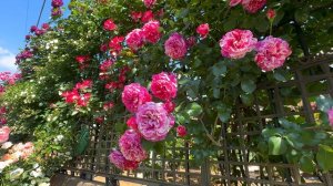 УДИВИТЕЛЬНЫЙ ЧАСТНЫЙ РОЗОВЫЙ САД  Kasukabe Rose Garden Ms. Endo ЯПОНСКОГО САДОВНИКА МИКИ ЭНДО