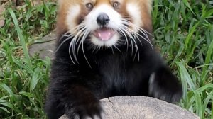 Красная панда 🐼 Парк Янода, Хайнань 🇨🇳