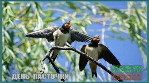 18 ИЮНЯ.ДЕНЬ ЛАСТОЧКИ.«ЛАСТОЧКА»-//ЕЛЕНА ВАЕНГА//