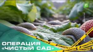 Операция «чистый сад». Как остановить нашествие слизней и муравьёв на дачном участке?