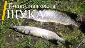 Подводная охота на речке