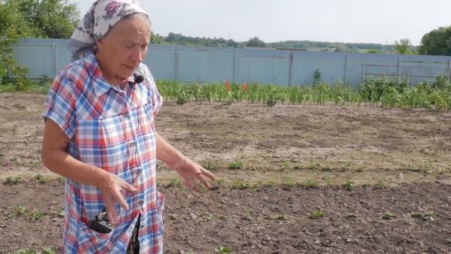Как подкармливать землянику.