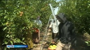 На поддержку ставропольских садоводов направят до полумиллиарда рублей