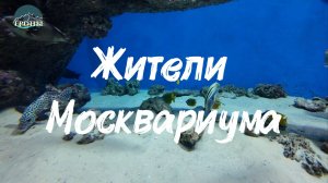 Москвариум. Жители Москвариума