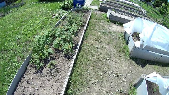 Работы на огороде очень много. Работаю в праздничный день 12 июня