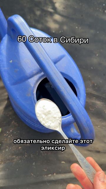 3 ЛОЖКИ на ЛЕЙКУ и ОГУРЦЫ ПЛОДОНОСЯТ БЕЗ ОСТАНОВКИ! смотреть онлайн