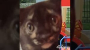 кошка Карамелька отвела кошку Кофе в детский сад