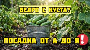 Огурцы ЗАВАЛЯТ урожаем! Дедовский способ + Китайская хитрость посадки от «А до Я»
