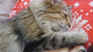 Кошечка Тара🥰😍💋