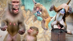 ХОХМА! Люся ВОЗМУЩЕНА и РУГАЕТ посетителей, а Степка РАЗОЗЛИЛСЯ до ГРЕБНЯ НА СПИНЕ - каков противник
