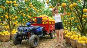 Собираю помело для продажи. Перевожу бамбук по реке. Застряла на дереве. Серия 31
