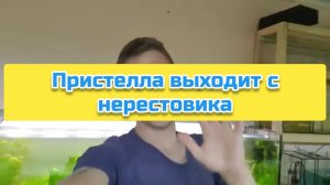 Пристелла выходит с нерестовика