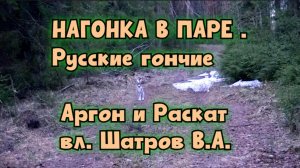 НАГОНКА В ПАРЕ . Русские гончие Аргон и Раскат  вл. Шатров В.А.#охота #топ #hunting