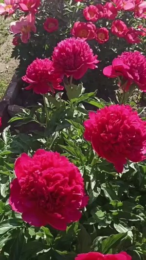 Красные пионы.