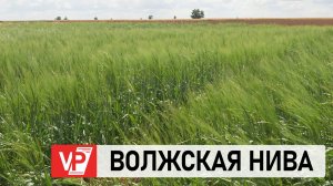 НА «ДНЕ ПОЛЯ» АГРАРИИ ПОЗНАКОМИЛИСЬ С СОРТОВЫМИ НОВИНКАМИ И ВОЗМОЖНОСТЯМИ СОВРЕМЕННОЙ ТЕХНИКИ