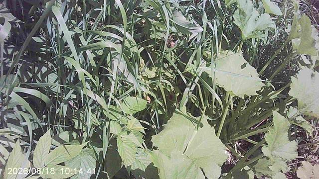 Обзор наших кабачковых растений посеянных прямо в грунт