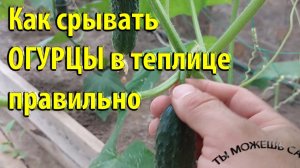 Как срывать ОГУРЦЫ в теплице правильно
