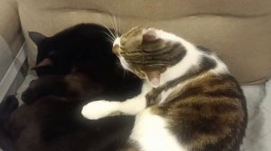 Кошки-сестрички 🐈🐈⬛