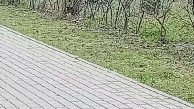 Трясогузка на мощенной дороге. VID_20260416_091208