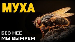 Муха убийца и спаситель. Без неё мы вымрем за несколько месяцев