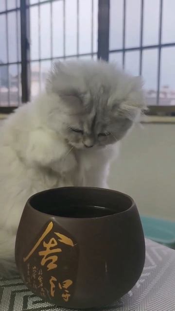 Не требует душа с горячей водой, но требует бесконечных ласк. смотреть онлайн