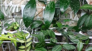 Хойи🌿 Ответы на вопросы🌿 Небольшая посадка🌿