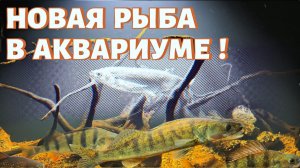 ЭКСТРЕННОЕ ВКЛЮЧЕНИЕ ! НОВАЯ РЫБА В АКВАРИУМЕ !