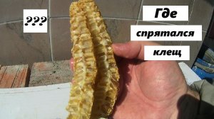 Сколько клещей попалось в ловушку на 10 июня ?