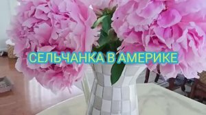 Сельчанка в Америке СОБИРАЮ КЛУБНИКУ В США