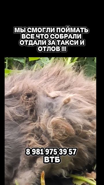 Пуша , очень страдает , мы хотим ей помочь