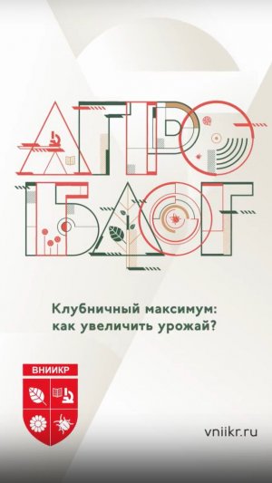 Клубничный максимум: как увеличить урожай?