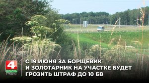 С 19 июня за борщевик и золотарник на участке будет грозить штраф до 10 базовых величин