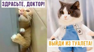 Здрасьте, доктор!) Приколы с котами