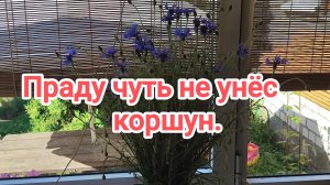 Праду чуть не унёс коршун.Утренняя прогулка 18-06-2026