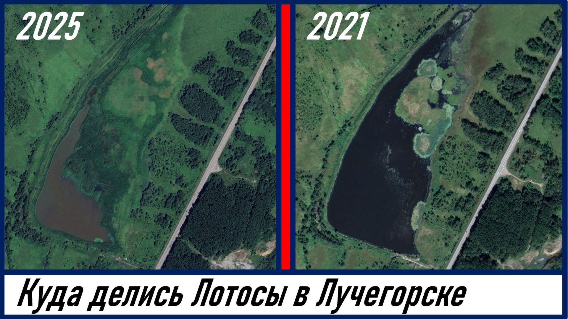 Что стало с лотосами на озере возле пгт. Лучегорск, экологическая катастрофа