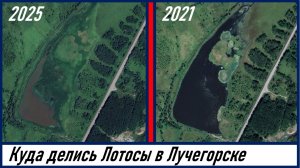 Что стало с лотосами на озере возле пгт. Лучегорск, экологическая катастрофа
