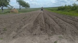 ПРОПОЛКА КАРТОФЕЛЯ ЭЖАМИ МОТОБЛОКОМ