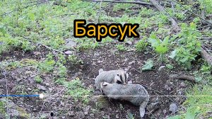 В медвежьей берлоге поселился Барсук! Мы о них ничего не знаем.