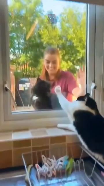 Кошачьи ревняшки 🙀🫶🤯