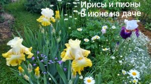14 июня 2026 года пионы и ирисы. РЕЦЕПТ индейки (курицы) в беконе на мангале