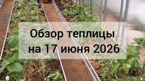 Что растет в моей теплице. Первый перчик