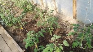 Дачный обзор.