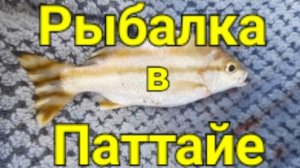 Рыбалка в Паттайе.