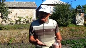 Правильно готовим клубнику к зимовке получаем хороший урожай.