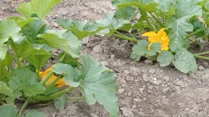 Утро , кабачки цветут 🌼