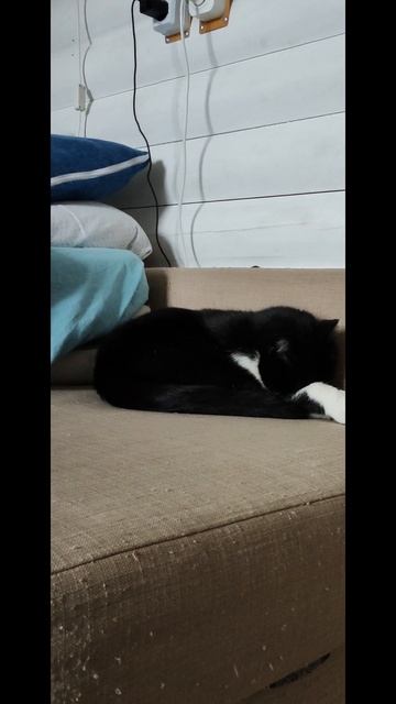 !!! КОТ ОТКАЗАЛСЯ СНИМАТЬСЯ В ТРЕНДАХ !!! смотреть онлайн